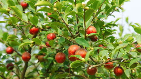 品牌升级 | 新年穿“新装”，大别山茶油cue你买它买它