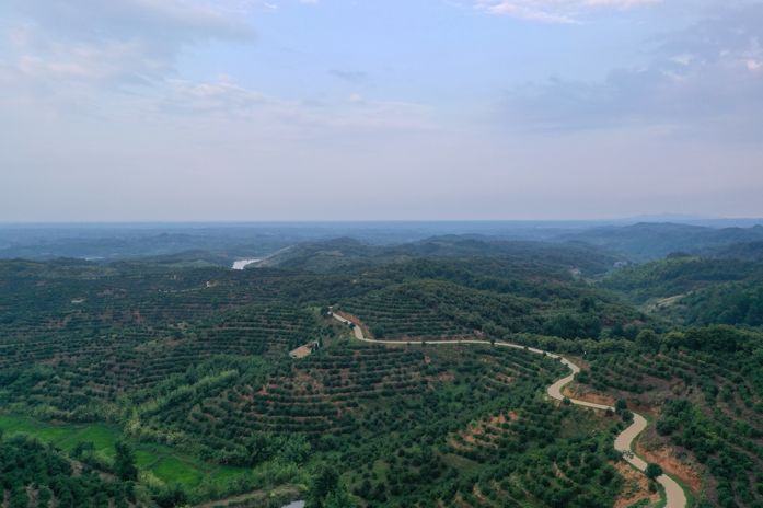 小茶果激活大产业｜特色产业为引擎 东果博天精准发力乡村振兴